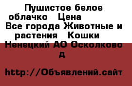 Пушистое белое облачко › Цена ­ 25 000 - Все города Животные и растения » Кошки   . Ненецкий АО,Осколково д.